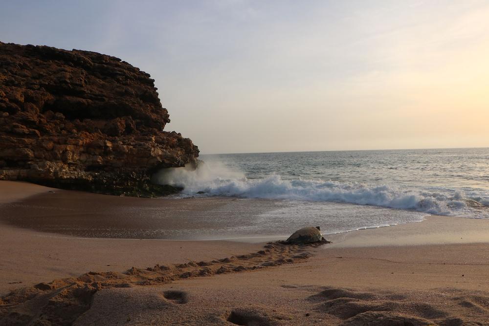 Ras Al Jinz Turtle Reserve Al Hadd Екстер'єр фото