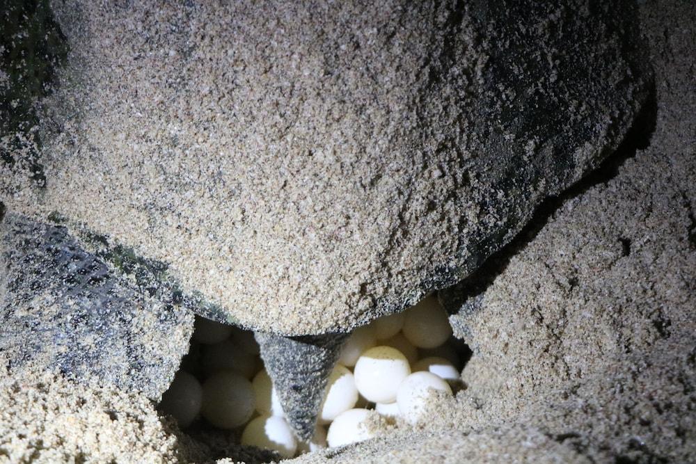 Ras Al Jinz Turtle Reserve Al Hadd Екстер'єр фото