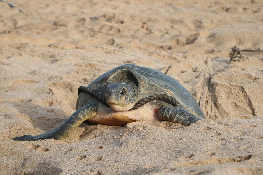Ras Al Jinz Turtle Reserve Al Hadd Екстер'єр фото