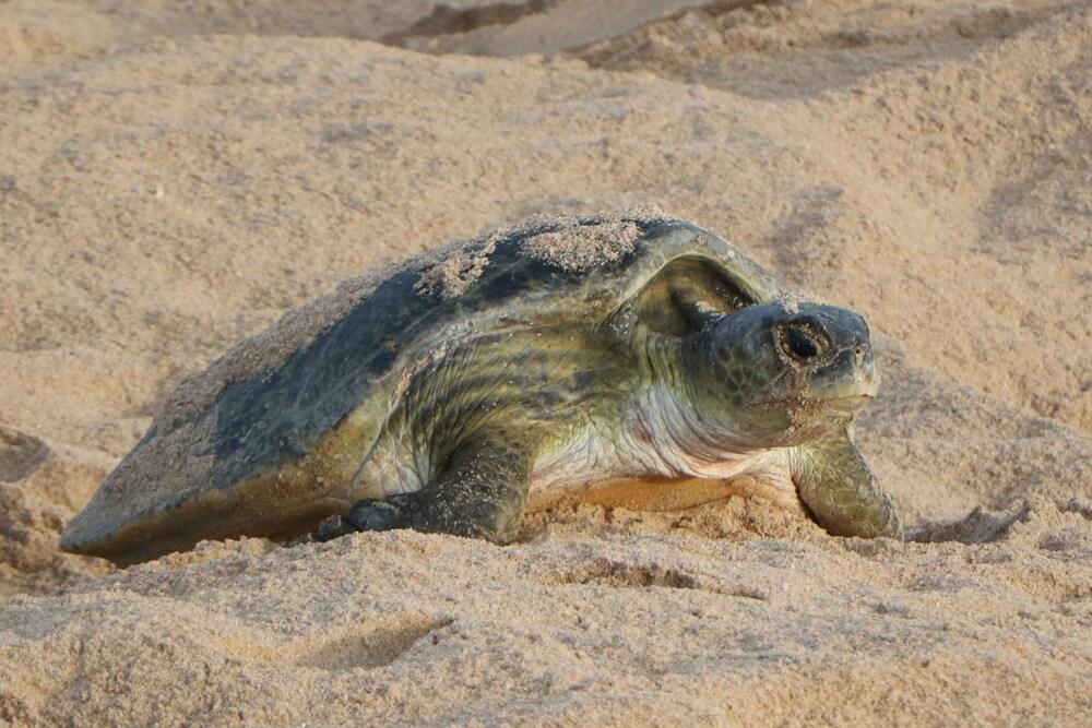 Ras Al Jinz Turtle Reserve Al Hadd Екстер'єр фото