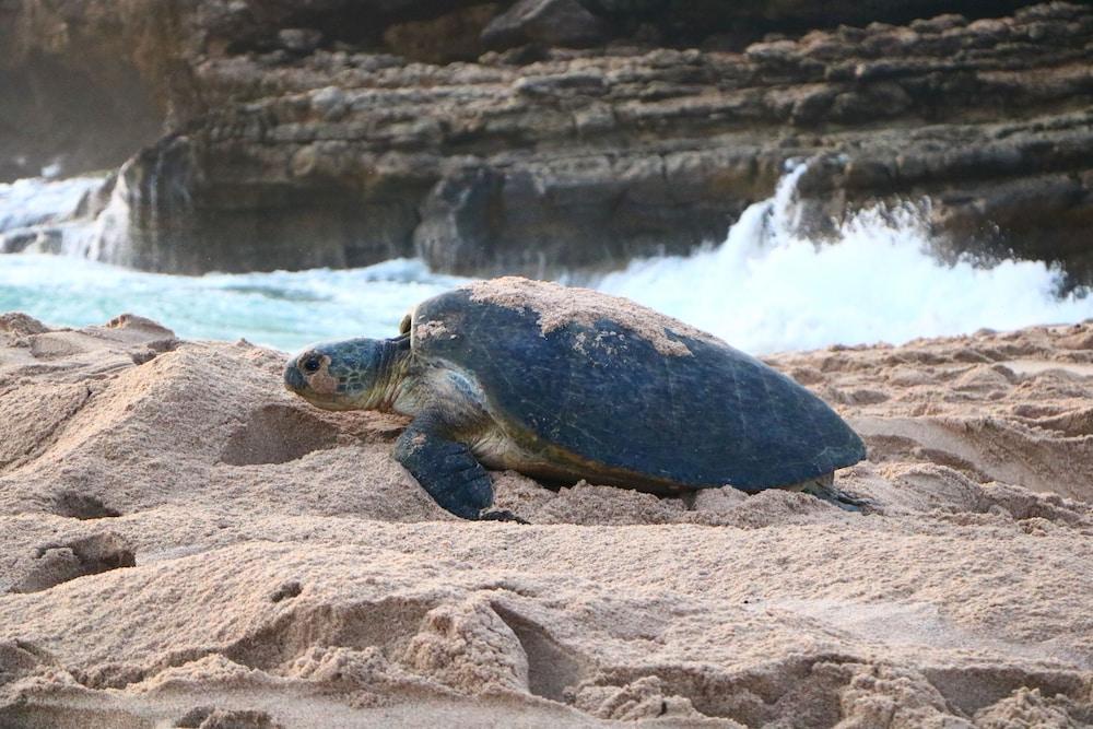 Ras Al Jinz Turtle Reserve Al Hadd Екстер'єр фото