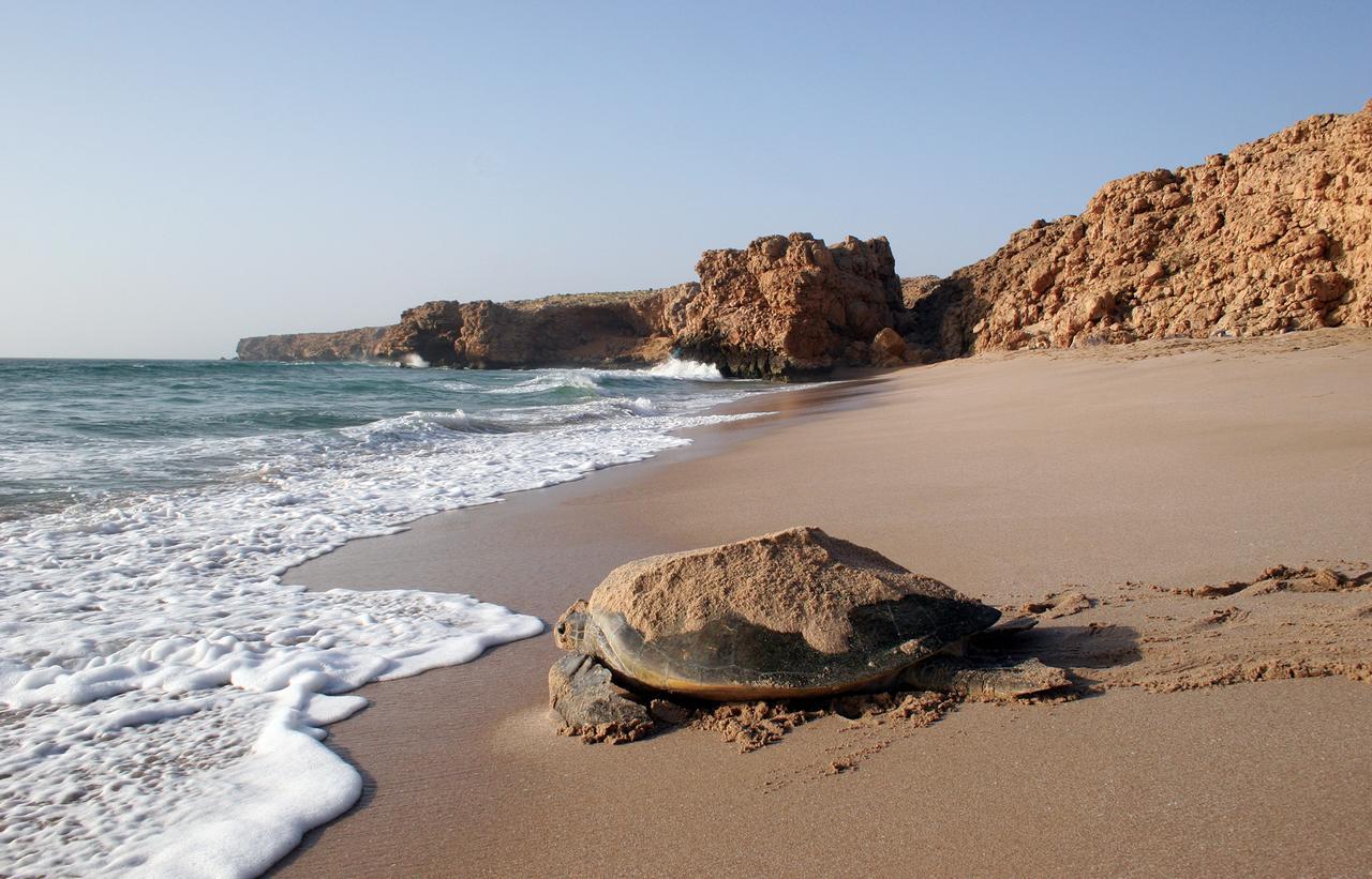Ras Al Jinz Turtle Reserve Al Hadd Екстер'єр фото